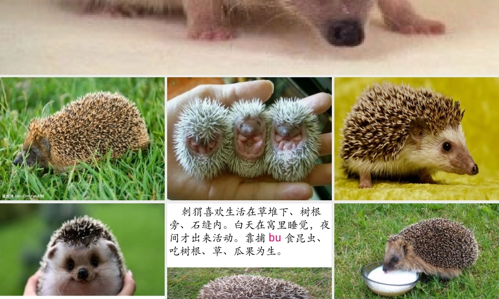 23 带刺的朋友1.pptx