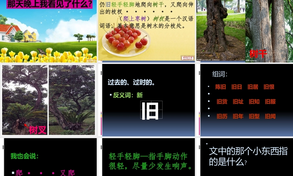 23 带刺的朋友1.pptx