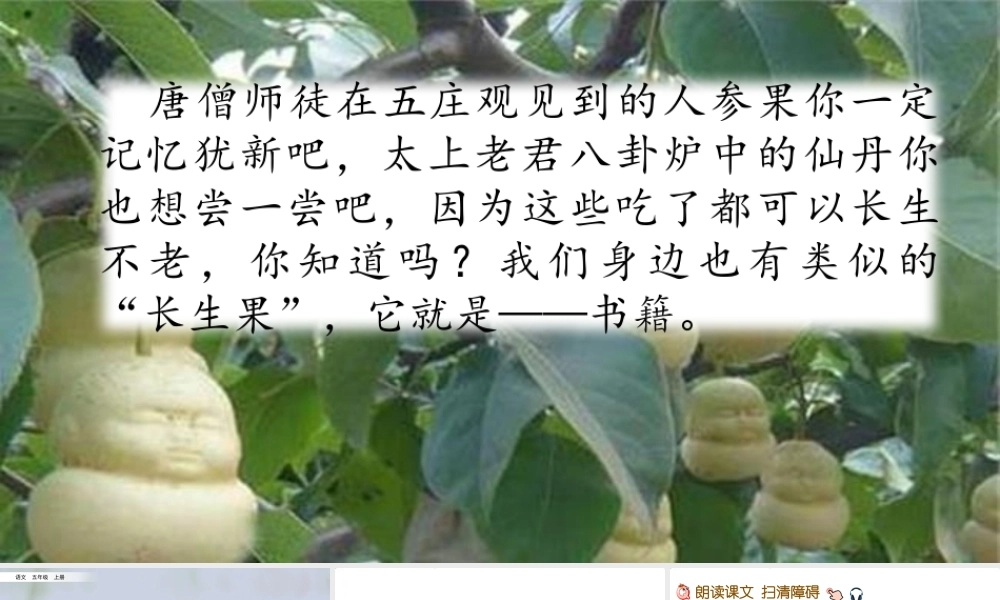 26 我的“长生果“.pptx