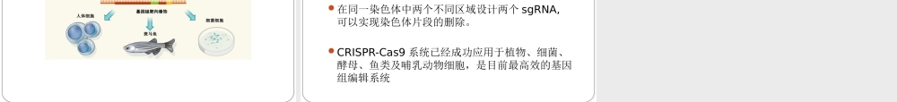 基因编辑.pptx