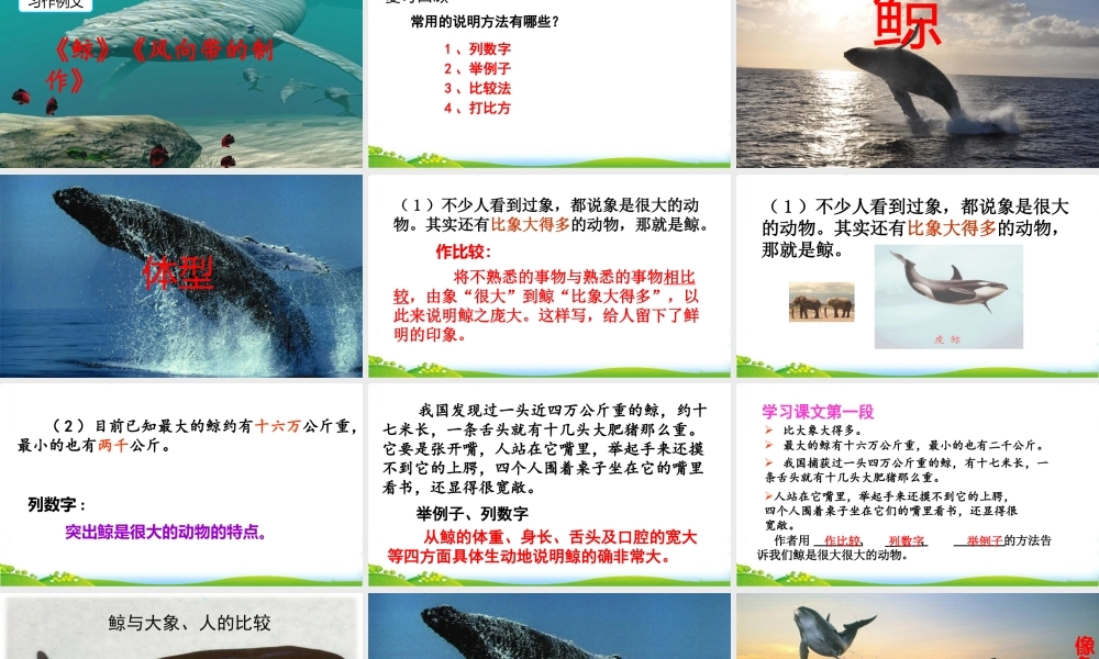 习作例文：《鲸》《风向袋的制作》.pptx