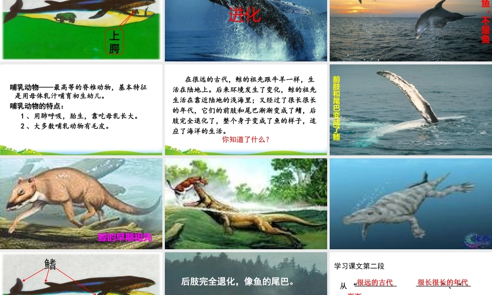 习作例文：《鲸》《风向袋的制作》.pptx