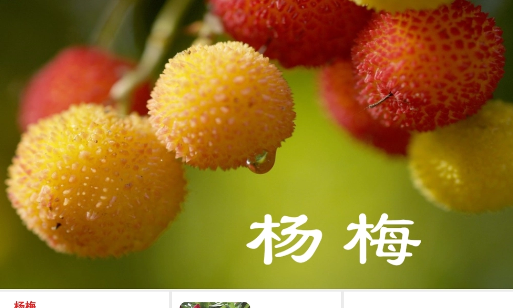 链接2：杨梅.pptx