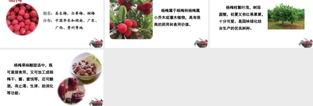 链接2：杨梅.pptx