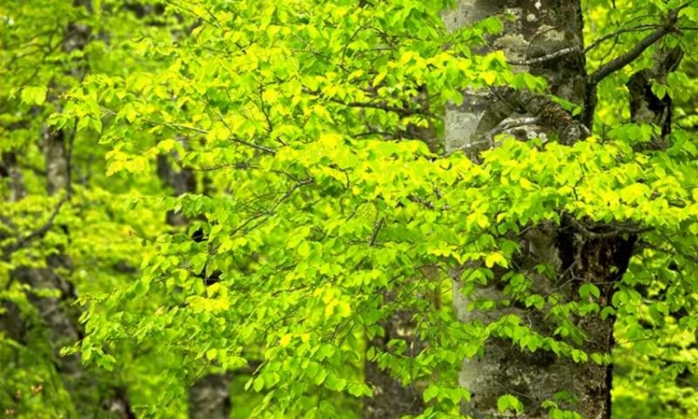 人教版数学一上《图文应用题》PPT课件1[www.edudown.net].ppt