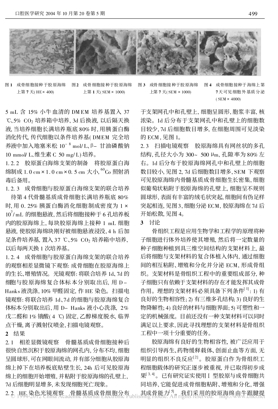 (其胜）胶原海绵与骨髓基质成骨细胞体外联合培养的实验研究_成洪泉.pdf_第2页