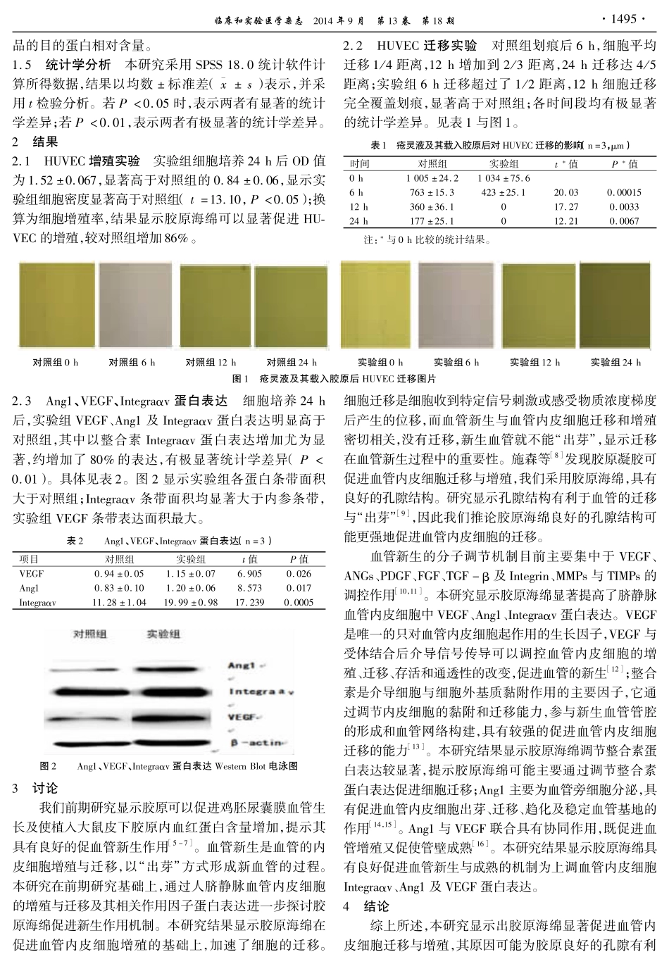 8-修复-胶原海绵促进人脐静脉血管内皮细胞生长的体外实验研究.pdf_第2页