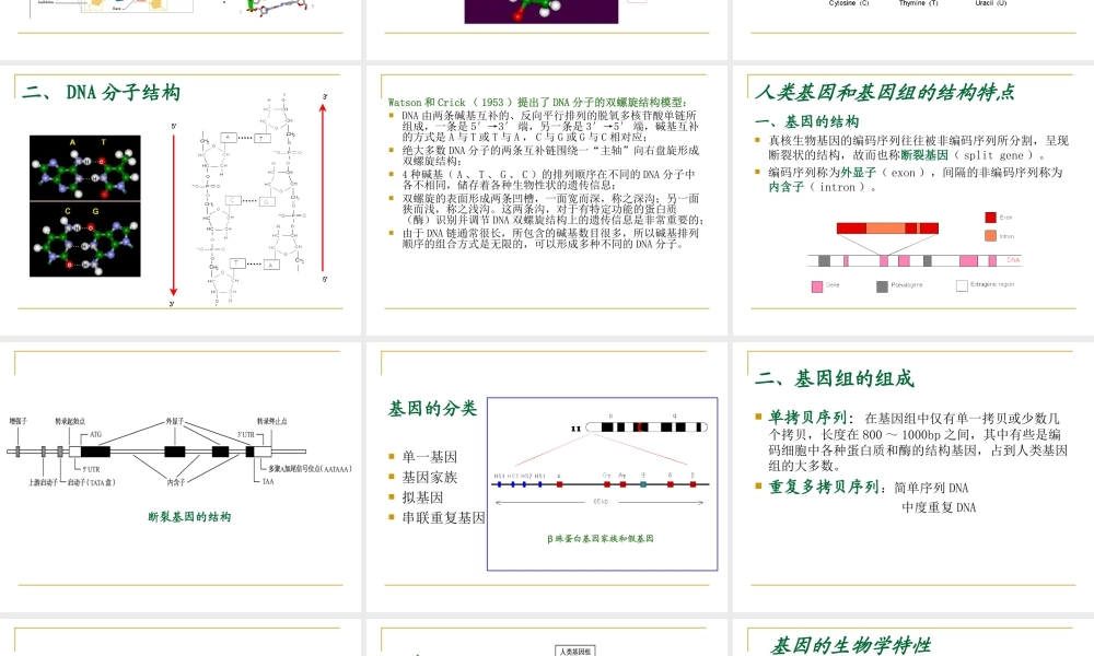 02人类基因(1).ppt