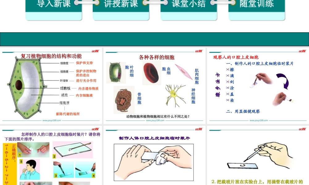 3.第三节动物细胞.ppt