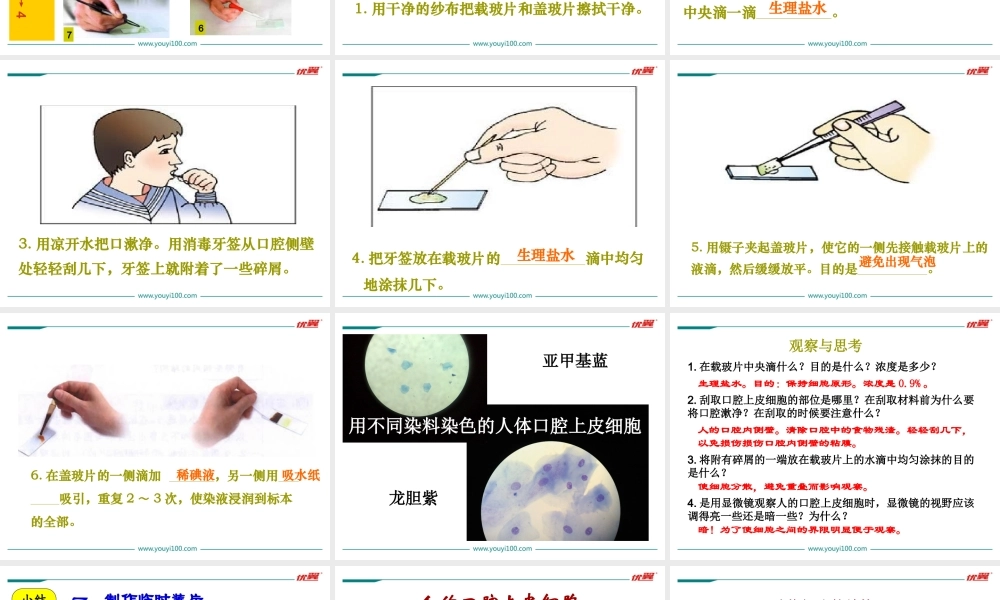 3.第三节动物细胞.ppt