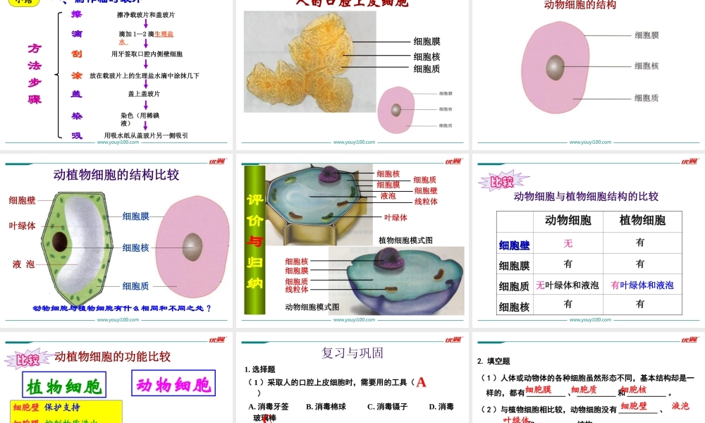 3.第三节动物细胞.ppt