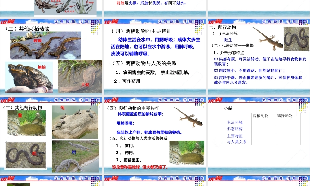 5.第五节两栖动物和爬行动物.ppt