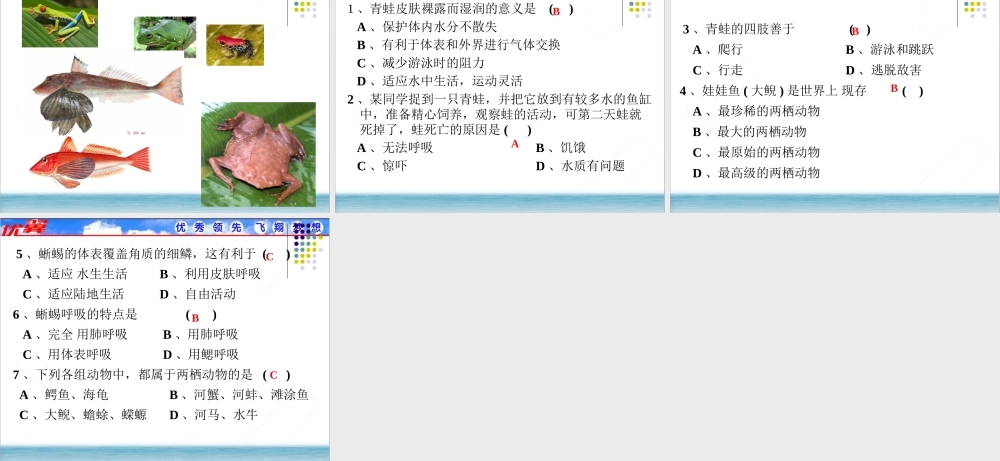 5.第五节两栖动物和爬行动物.ppt