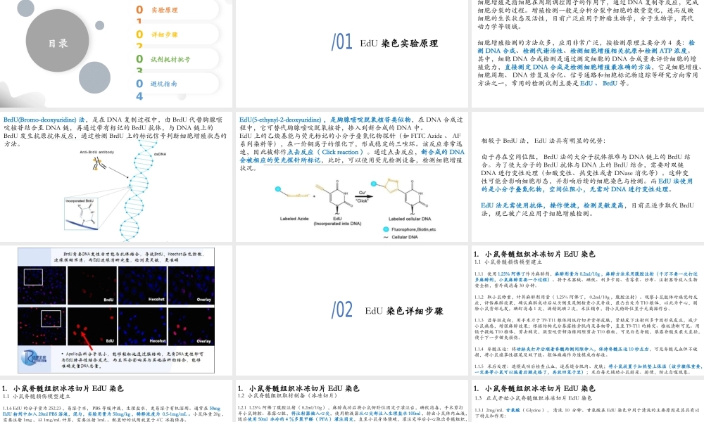 13. EdU染色实验.pptx