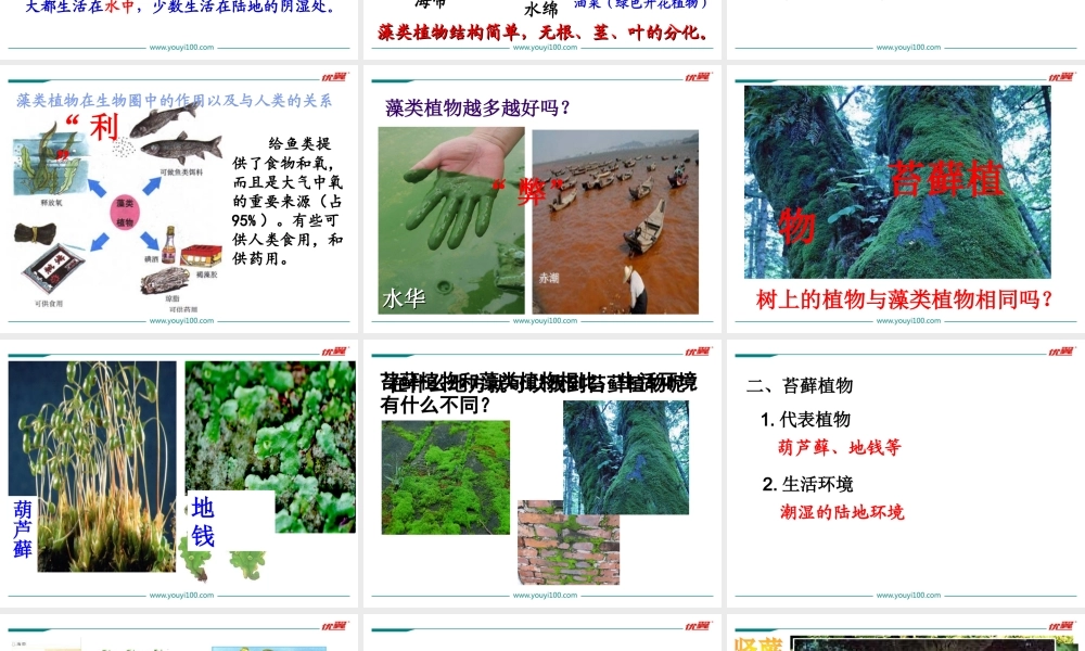 1.第一节藻类、苔藓和蕨类植物.ppt