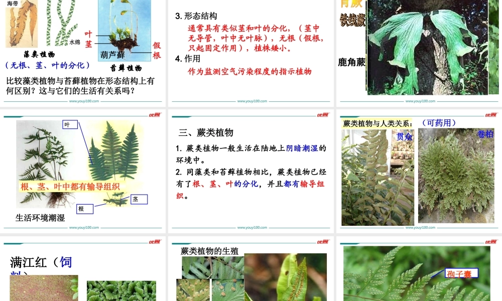 1.第一节藻类、苔藓和蕨类植物.ppt
