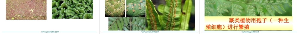 1.第一节藻类、苔藓和蕨类植物.ppt