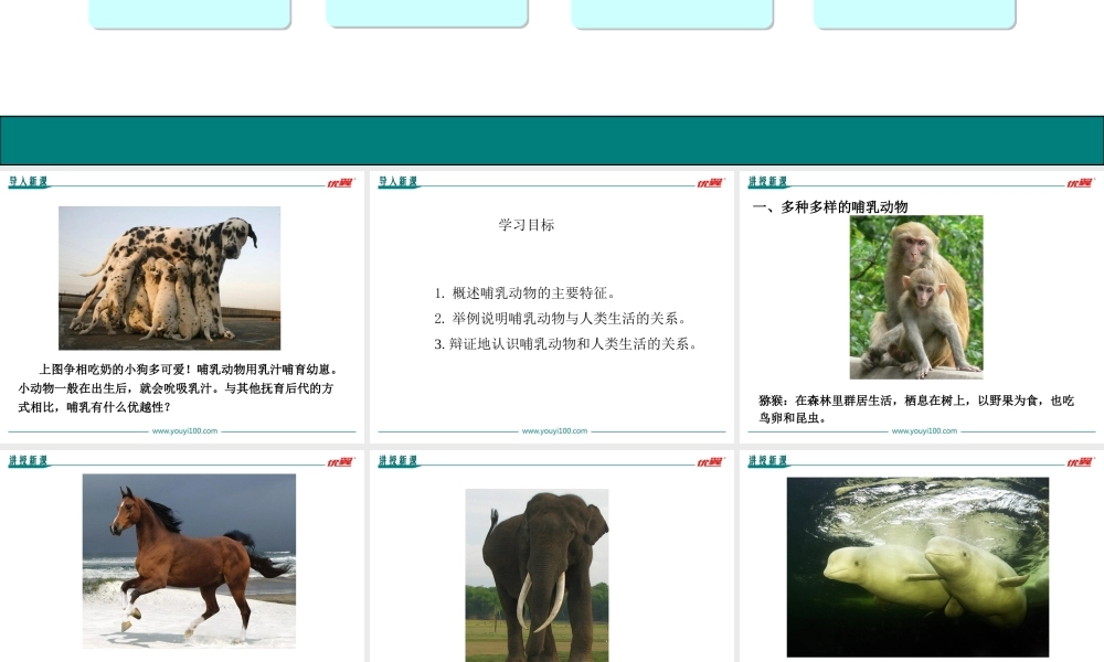 7.第七节哺乳动物【备份】.ppt