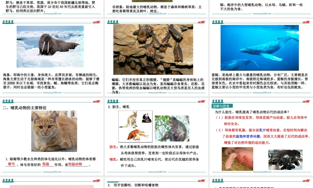 7.第七节哺乳动物【备份】.ppt