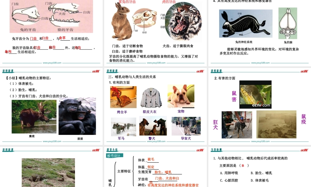 7.第七节哺乳动物【备份】.ppt