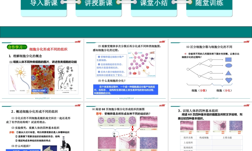 2.第二节动物体的结构层次.ppt