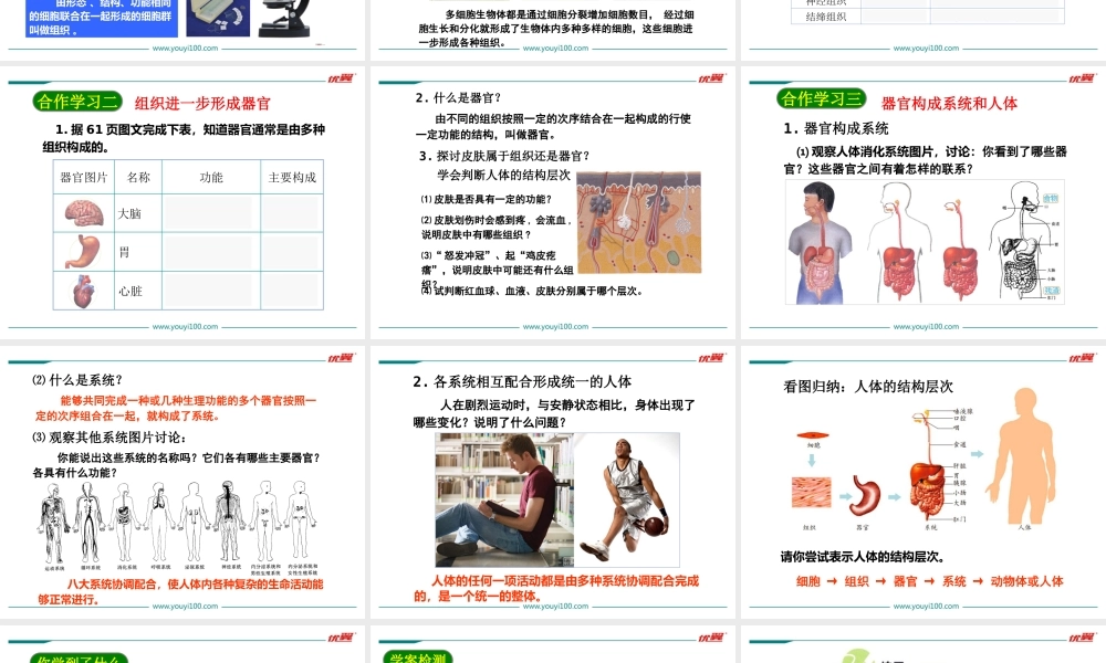 2.第二节动物体的结构层次.ppt