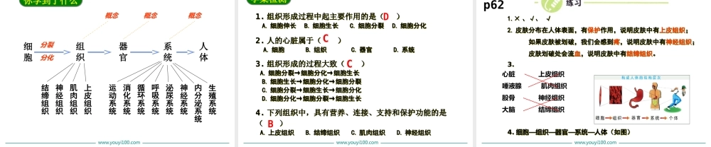 2.第二节动物体的结构层次.ppt