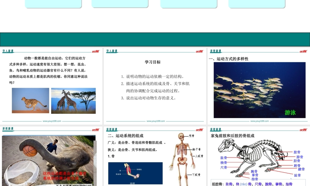 1.第一节动物的运动【备份2】.ppt