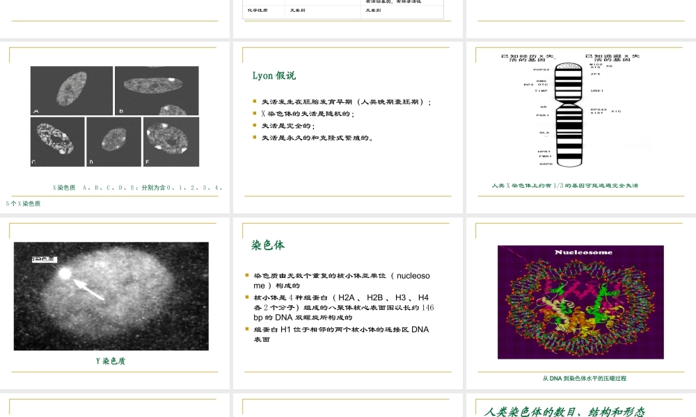 09人类染色体(1).ppt