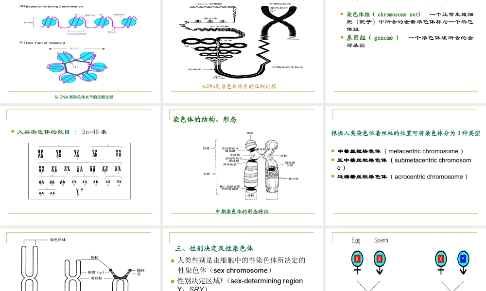 09人类染色体(1).ppt