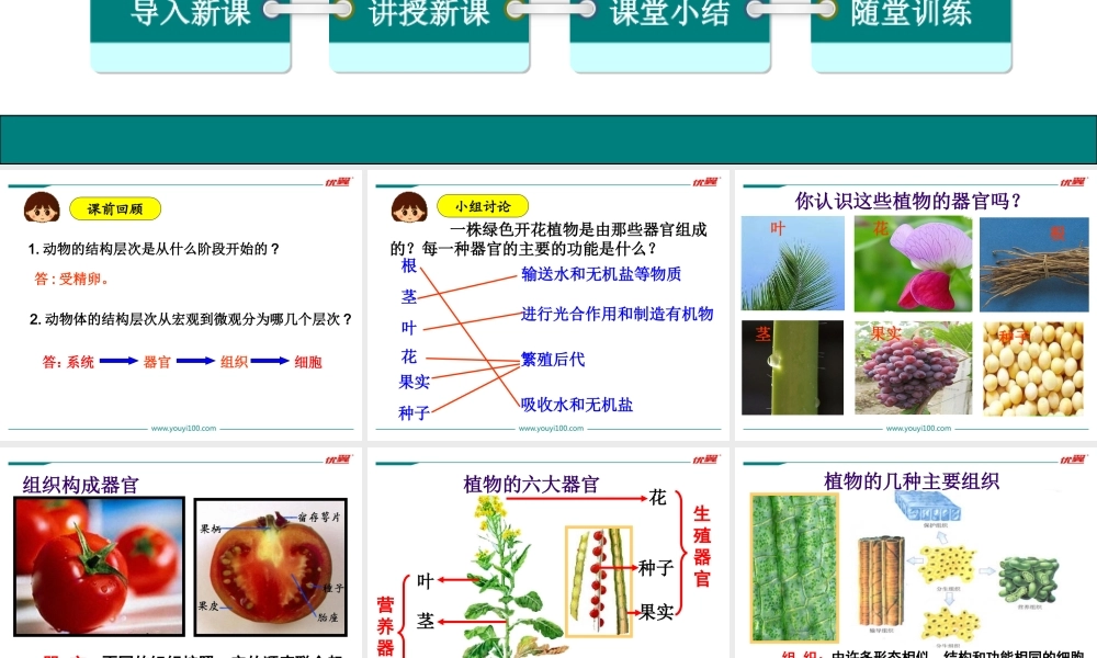3.第三节植物体的结构层次.ppt
