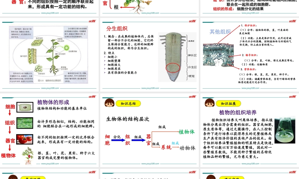 3.第三节植物体的结构层次.ppt