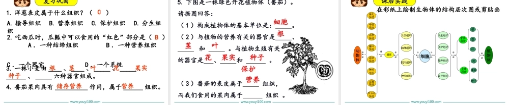 3.第三节植物体的结构层次.ppt