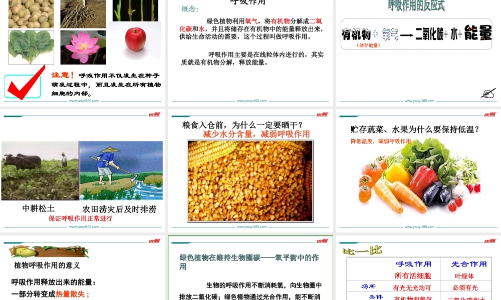 2.第二节绿色植物的呼吸作用.ppt