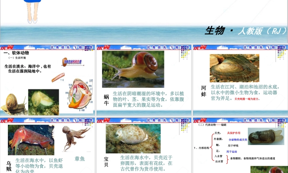 3.第三节软体动物和节肢动物.ppt