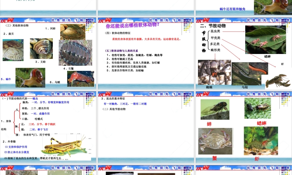 3.第三节软体动物和节肢动物.ppt
