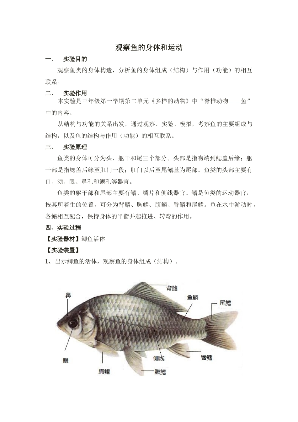 505观察鱼的身体和运动.docx_第1页