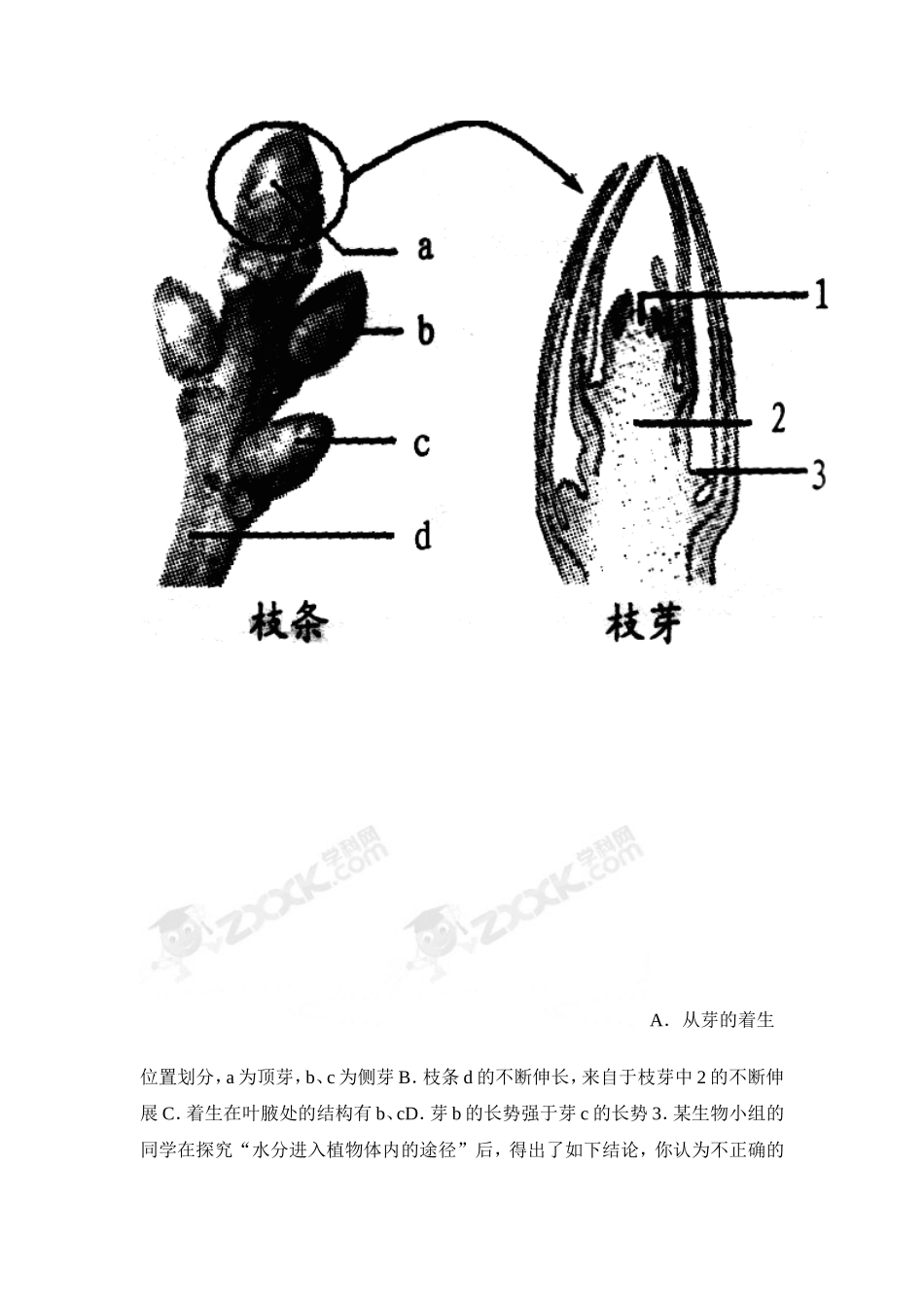 《植株的生长》习题2 含答案.doc_第2页