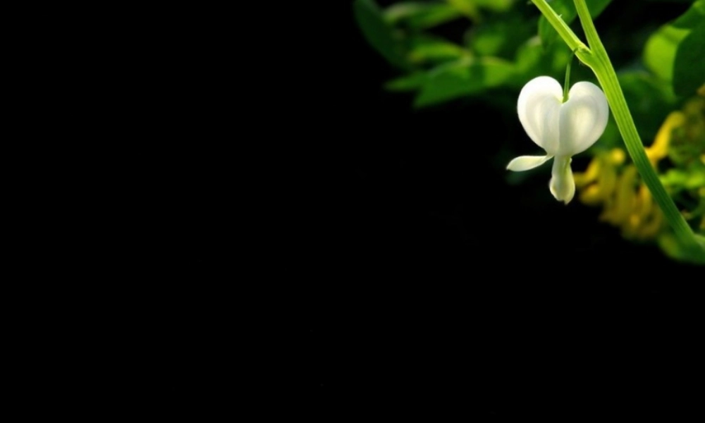 黑色经典PPT模版——简洁大方风格.pptx