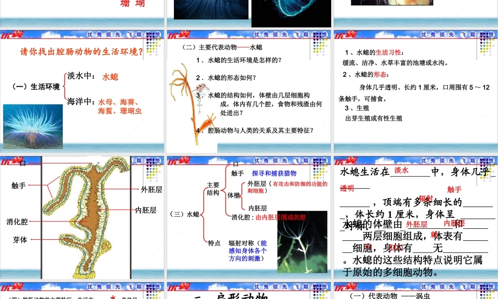 1.第一节腔肠动物和扁形动物.ppt