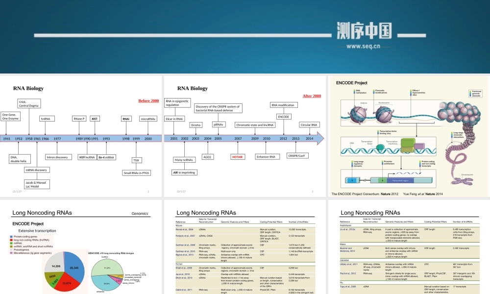 Long Noncoding RNAs 1st(1).ppt