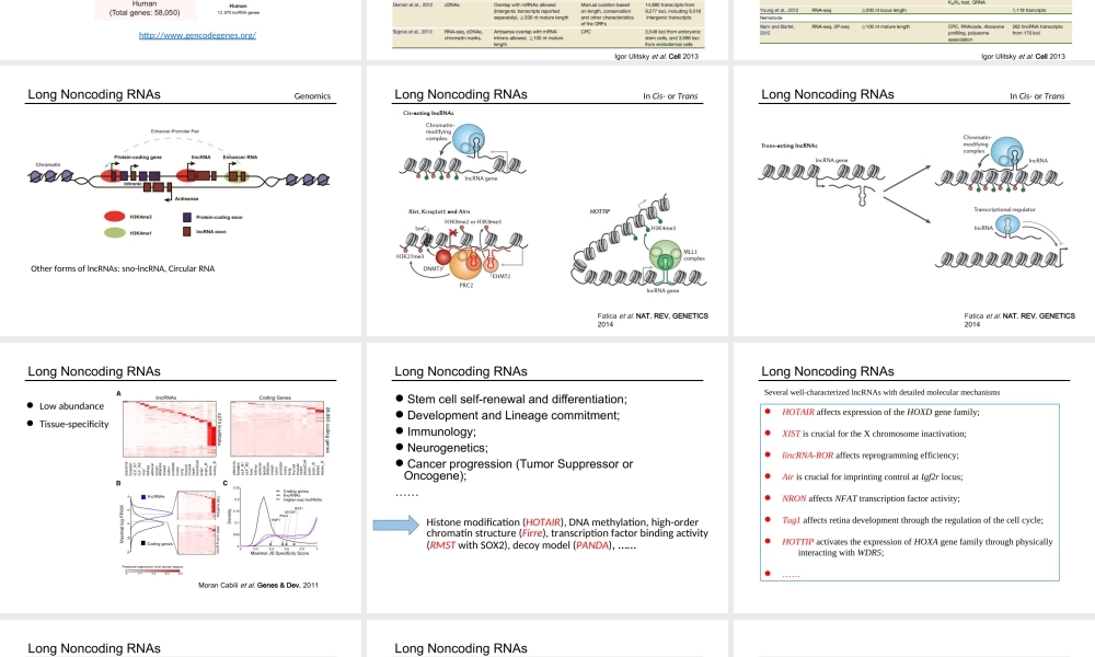 Long Noncoding RNAs 1st(1).ppt