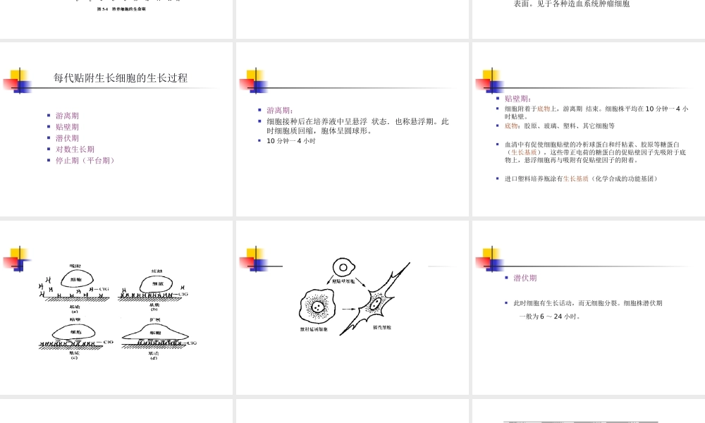 Cell+培养技术(1).ppt