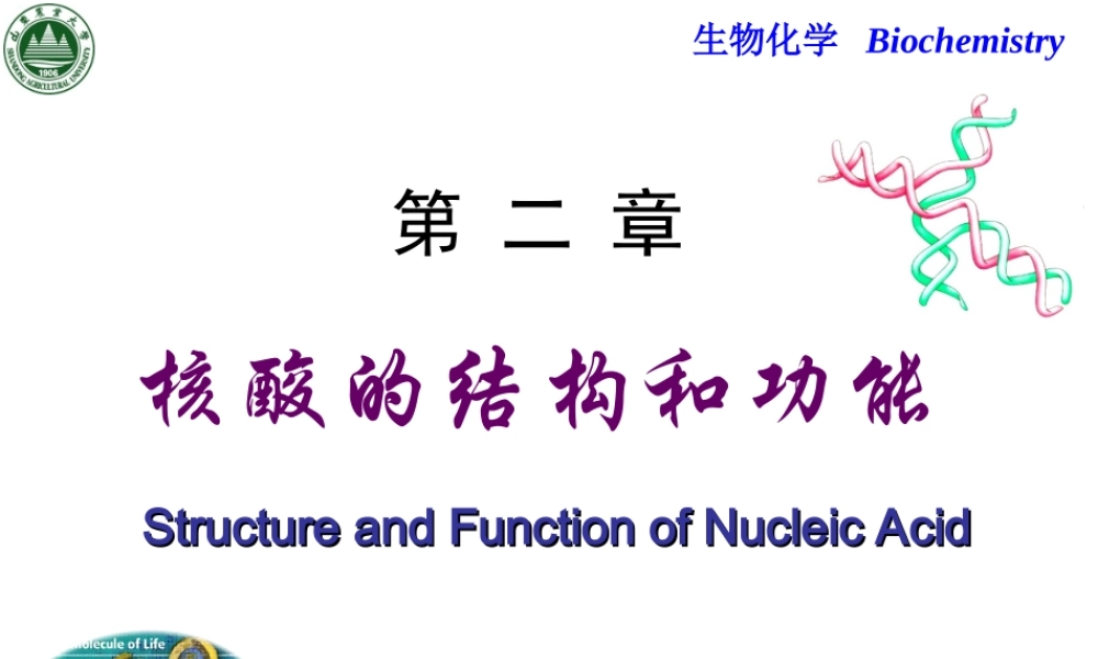 Chapter 2 核酸的结构与功能.ppt