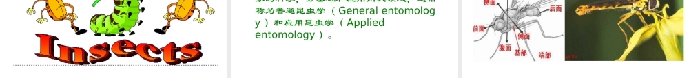 园艺昆虫学（昆虫学通论）-2014.8.ppt