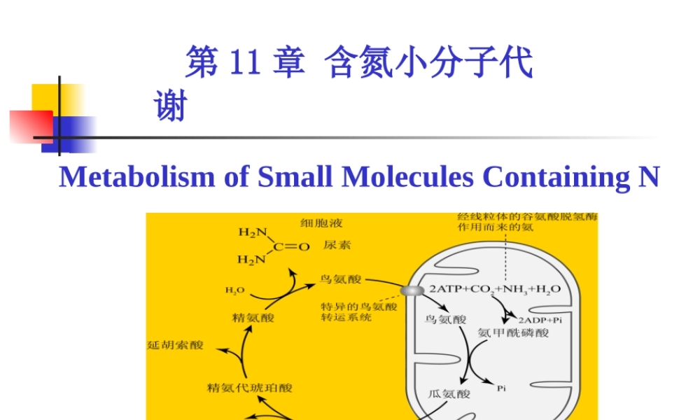 考研科目,动物生物化学 第11章 含氮小分子.ppt