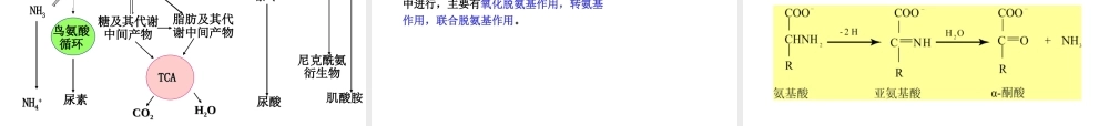 考研科目,动物生物化学 第11章 含氮小分子.ppt