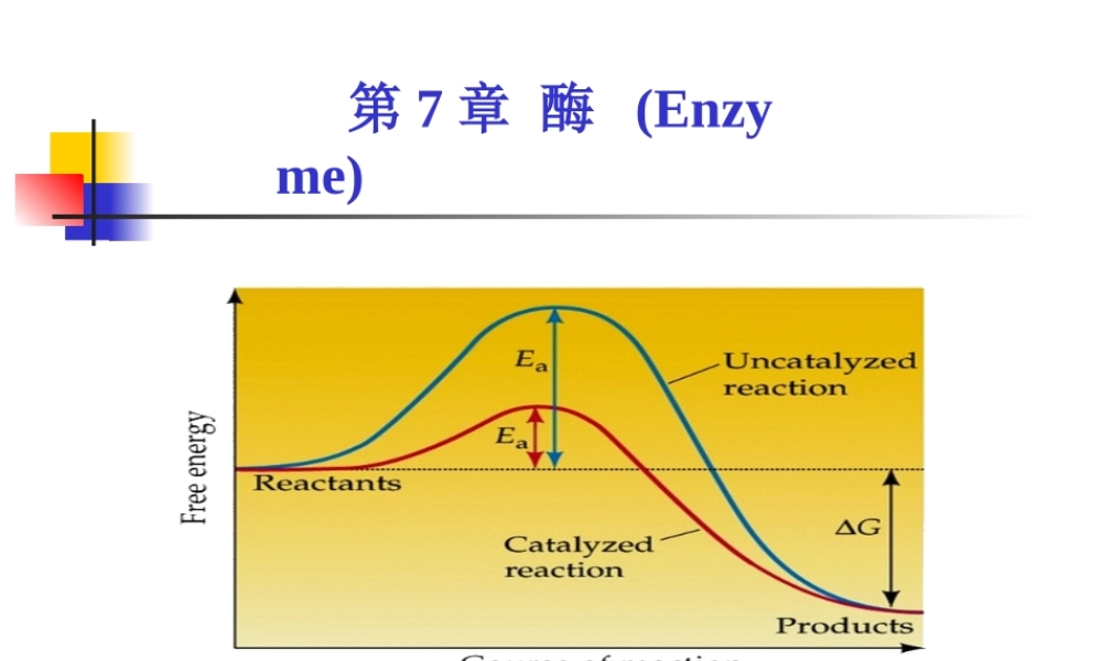 考研科目,动物生物化学 第7章 酶.ppt