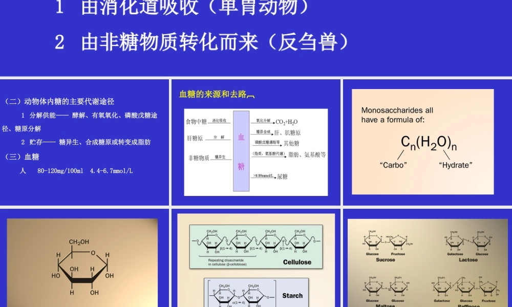 06第六章 糖代谢.ppt