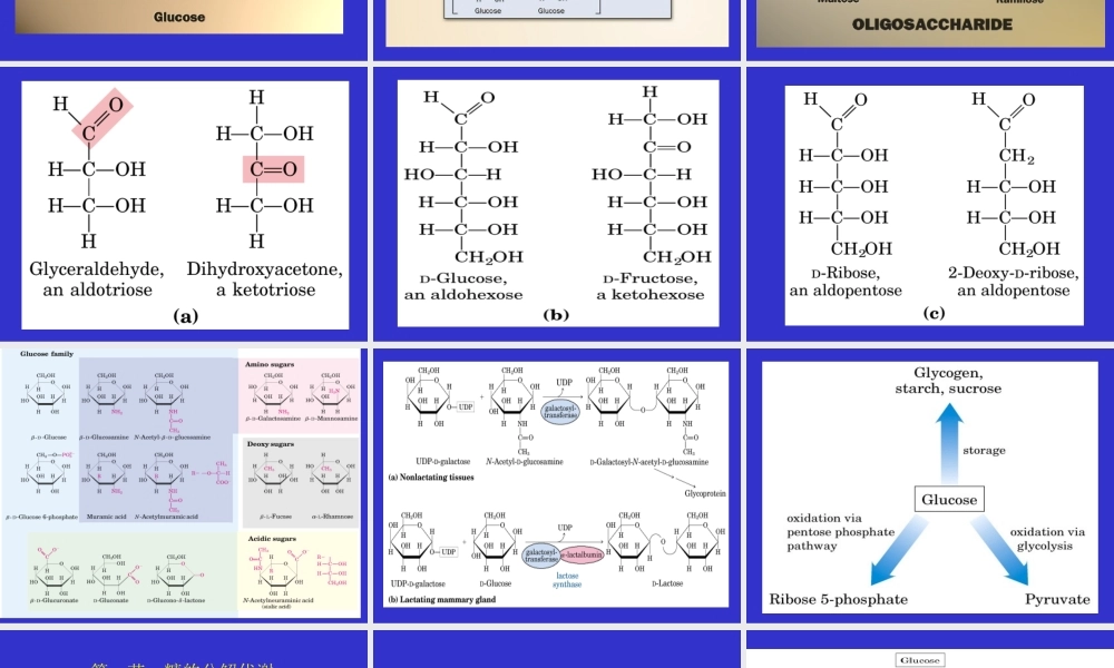 06第六章 糖代谢.ppt